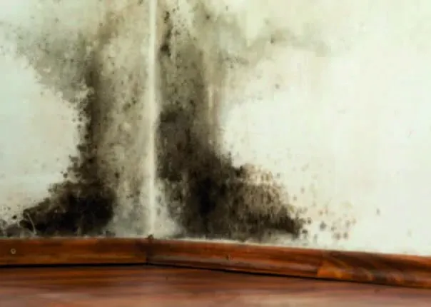 Feuchtigkeits- und Nässefarbe NM-S-10 Image 3