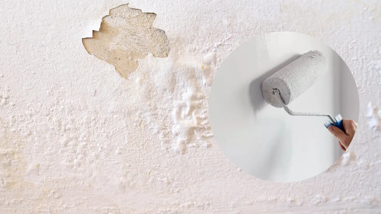 Do Anti-Damp Paints Really Work?